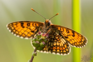 20120517-IMG 0035