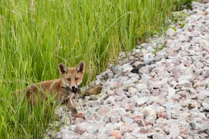 20080610-renard-0031