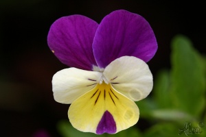20060708-flore-0050